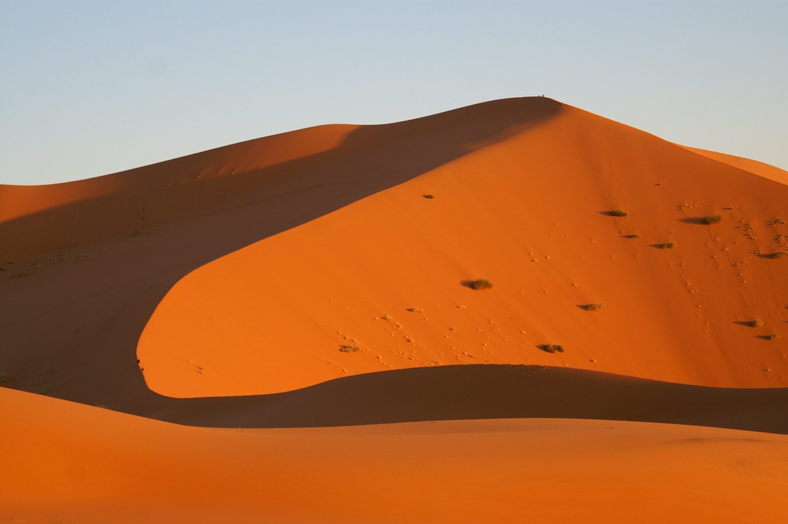 wolvesandbears-dune-3923385